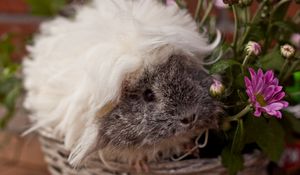 Preview wallpaper guinea pig, fluffy, look, pretty, rodent