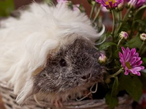 Preview wallpaper guinea pig, fluffy, look, pretty, rodent