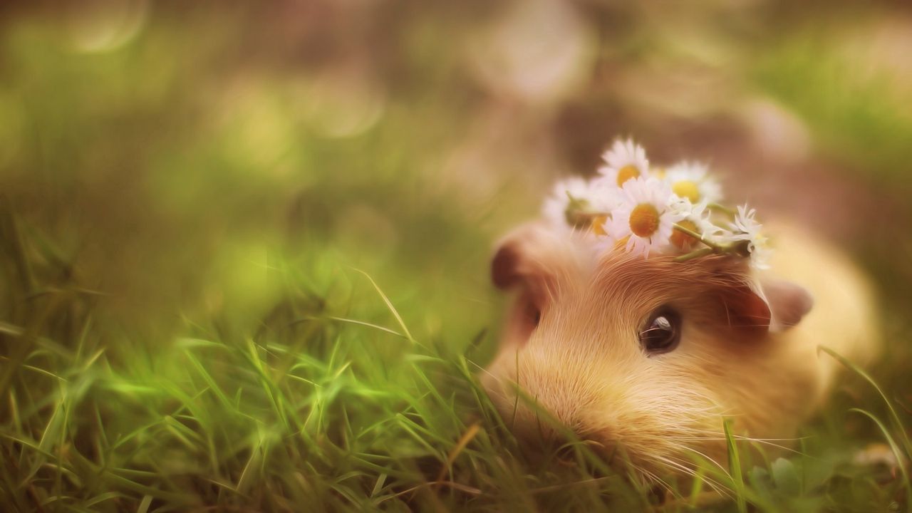 Wallpaper guinea pig, grass, hide