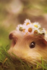 Preview wallpaper guinea pig, grass, hide