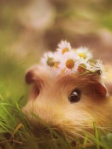 Preview wallpaper guinea pig, grass, hide