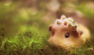 Preview wallpaper guinea pig, grass, hide