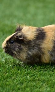 Preview wallpaper guinea pig, grass, rodent