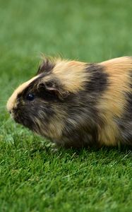 Preview wallpaper guinea pig, grass, rodent