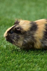 Preview wallpaper guinea pig, grass, rodent