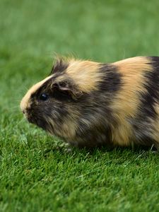 Preview wallpaper guinea pig, grass, rodent