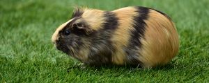 Preview wallpaper guinea pig, grass, rodent