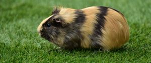 Preview wallpaper guinea pig, grass, rodent