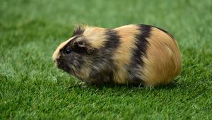 Preview wallpaper guinea pig, grass, rodent