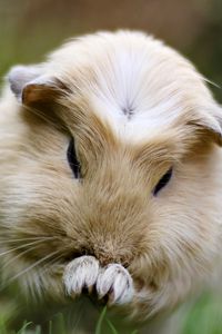 Preview wallpaper guinea pig, grass, sit, fluffy, beautiful