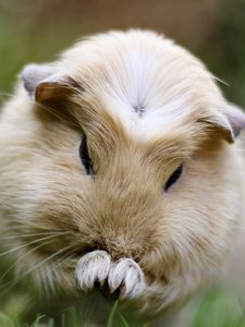 Preview wallpaper guinea pig, grass, sit, fluffy, beautiful