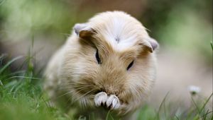 Preview wallpaper guinea pig, grass, sit, fluffy, beautiful