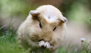 Preview wallpaper guinea pig, grass, sit, fluffy, beautiful
