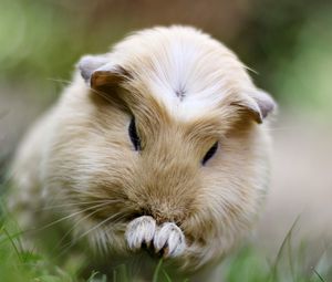 Preview wallpaper guinea pig, grass, sit, fluffy, beautiful