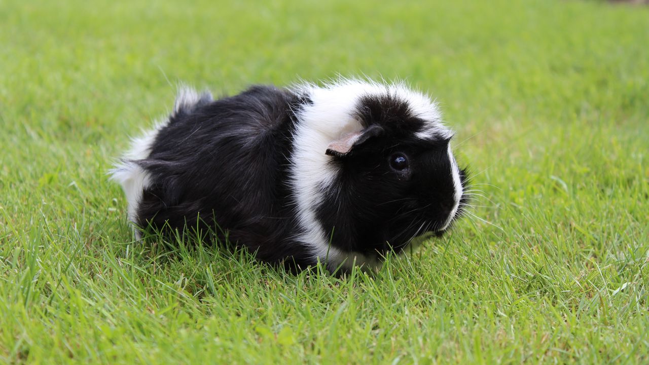 Wallpaper guinea pig, grass, walk, rodent, shaggy