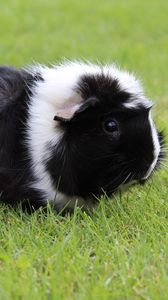 Preview wallpaper guinea pig, grass, walk, rodent, shaggy