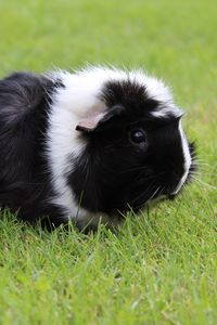 Preview wallpaper guinea pig, grass, walk, rodent, shaggy