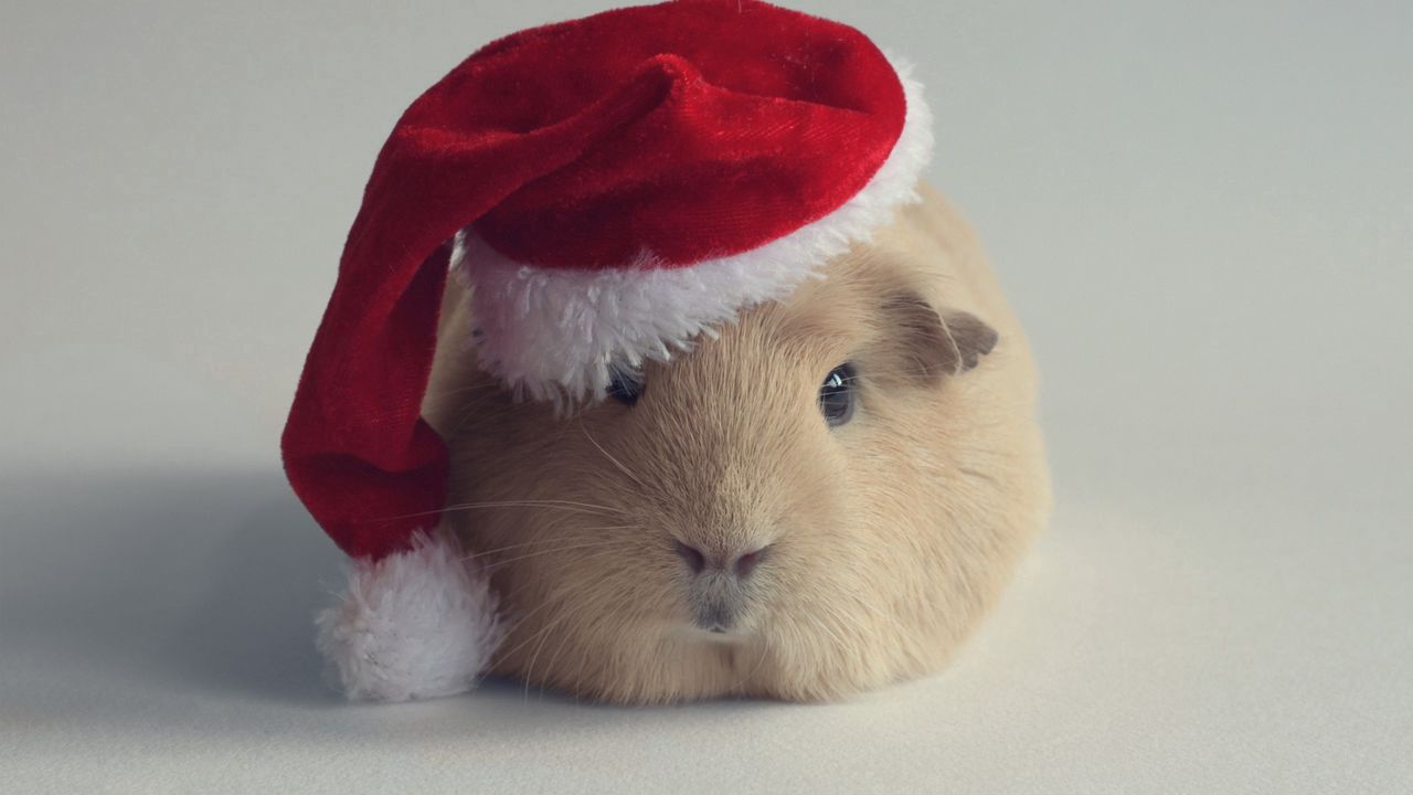 Wallpaper guinea pig, hat, new year