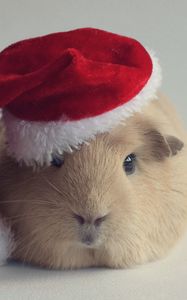 Preview wallpaper guinea pig, hat, new year