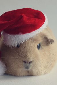 Preview wallpaper guinea pig, hat, new year