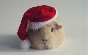 Preview wallpaper guinea pig, hat, new year