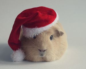 Preview wallpaper guinea pig, hat, new year