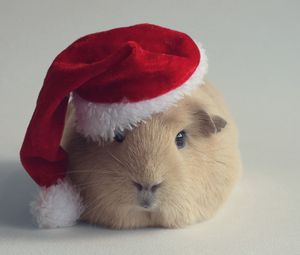 Preview wallpaper guinea pig, hat, new year