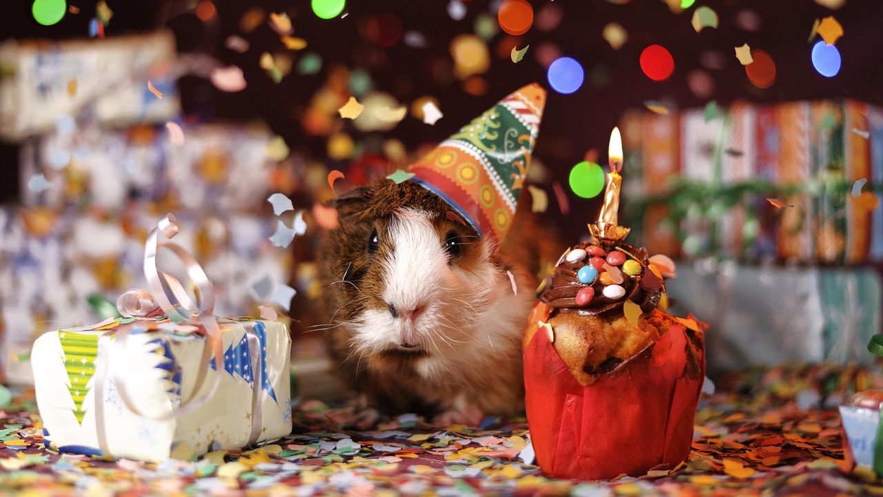 Wallpaper guinea pig, holiday, multicolored