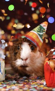 Preview wallpaper guinea pig, holiday, multicolored