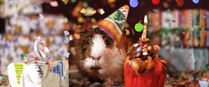 Preview wallpaper guinea pig, holiday, multicolored