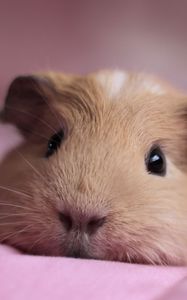 Preview wallpaper guinea pig, look, nose, lying