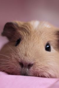 Preview wallpaper guinea pig, look, nose, lying