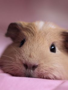 Preview wallpaper guinea pig, look, nose, lying