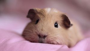 Preview wallpaper guinea pig, look, nose, lying