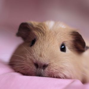 Preview wallpaper guinea pig, look, nose, lying