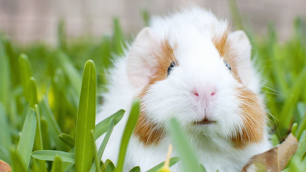 Wallpaper guinea pig, muzzle, rodent, grass