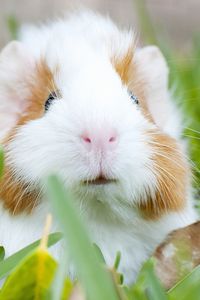 Preview wallpaper guinea pig, muzzle, rodent, grass