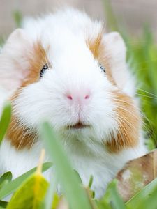 Preview wallpaper guinea pig, muzzle, rodent, grass