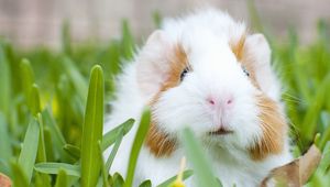 Preview wallpaper guinea pig, muzzle, rodent, grass