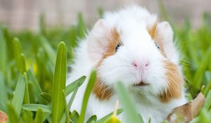 Preview wallpaper guinea pig, muzzle, rodent, grass