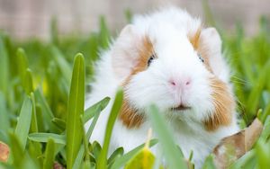 Preview wallpaper guinea pig, muzzle, rodent, grass