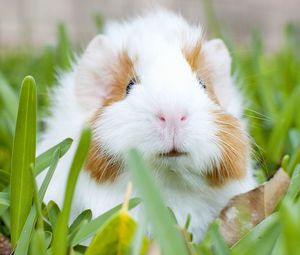 Preview wallpaper guinea pig, muzzle, rodent, grass