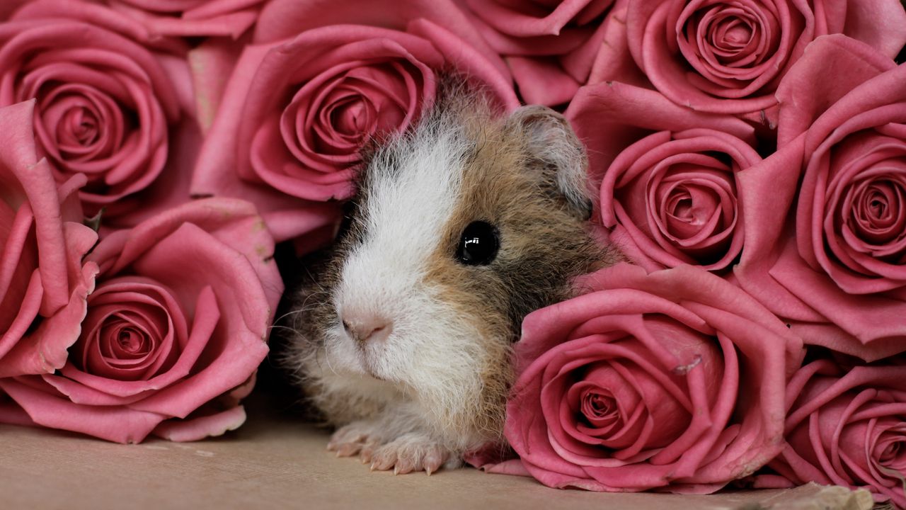 Wallpaper guinea pig, pink, peep, rodent
