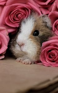 Preview wallpaper guinea pig, pink, peep, rodent