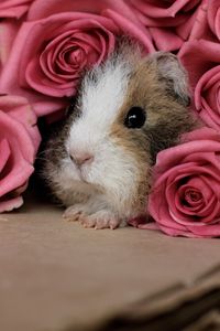 Preview wallpaper guinea pig, pink, peep, rodent