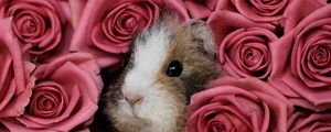 Preview wallpaper guinea pig, pink, peep, rodent