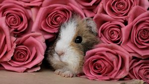 Preview wallpaper guinea pig, pink, peep, rodent