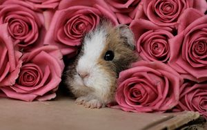 Preview wallpaper guinea pig, pink, peep, rodent