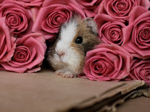 Preview wallpaper guinea pig, pink, peep, rodent