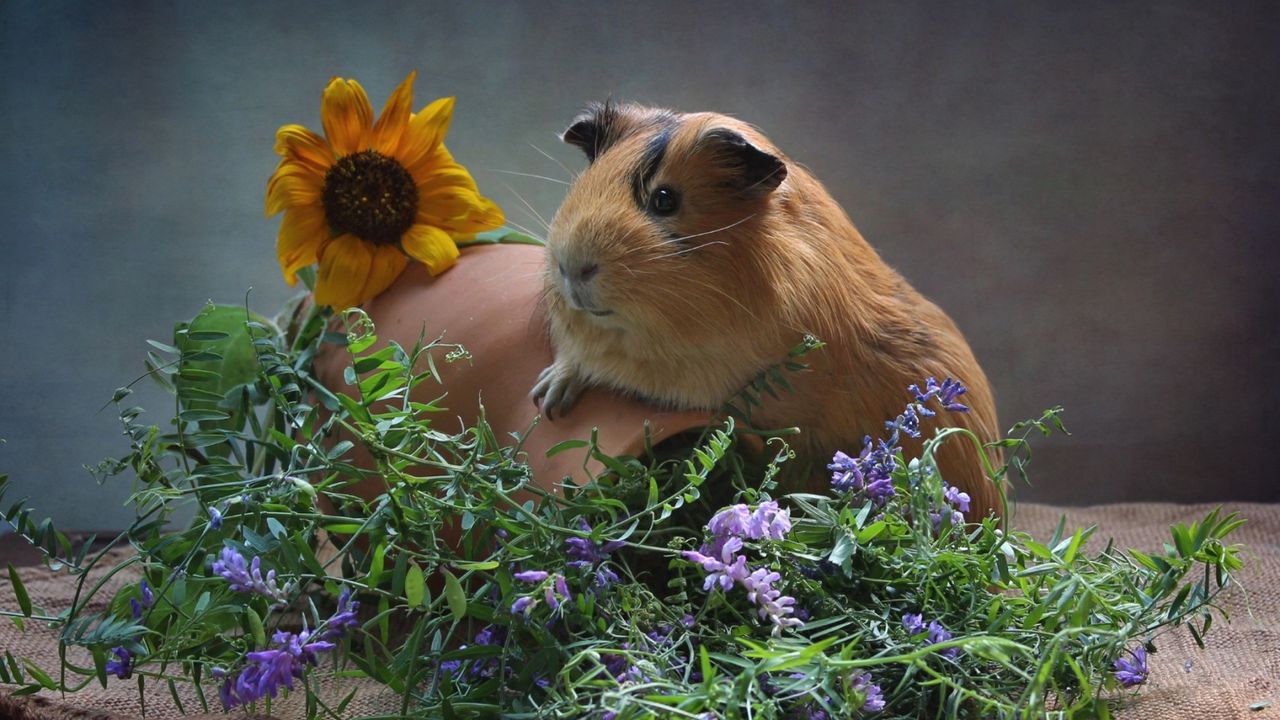 Wallpaper guinea pig, pitcher, flowers, rodent
